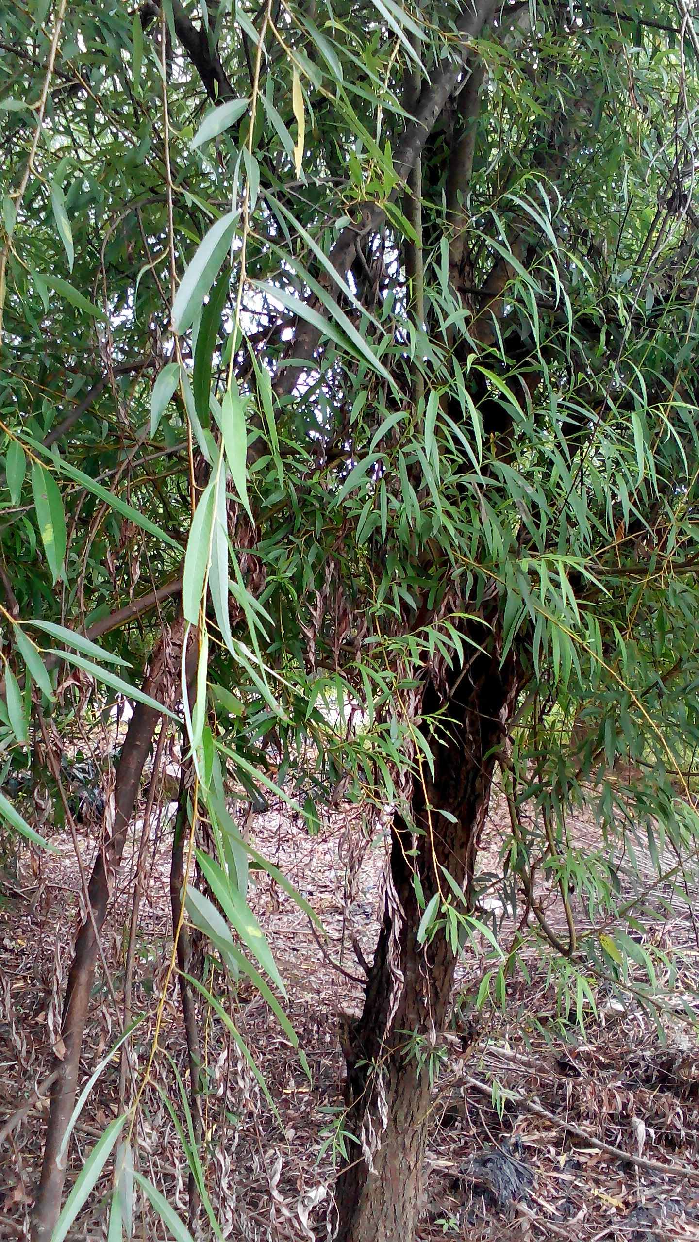 供應(yīng)垂柳綠化苗，紅葉石楠，桂花