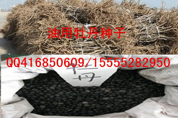 供應白芍芽/白芍苗