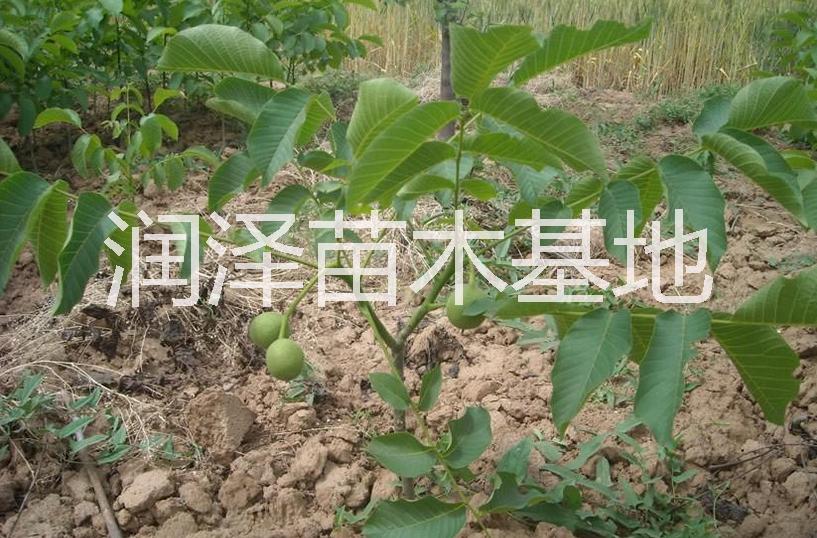 供應(yīng)河南鈣果苗批發(fā)，河南鈣果苗批發(fā)電話，河南鈣果苗批發(fā)基地，河南*質(zhì)的鈣果苗批發(fā)，河南哪里有*質(zhì)的鈣果苗