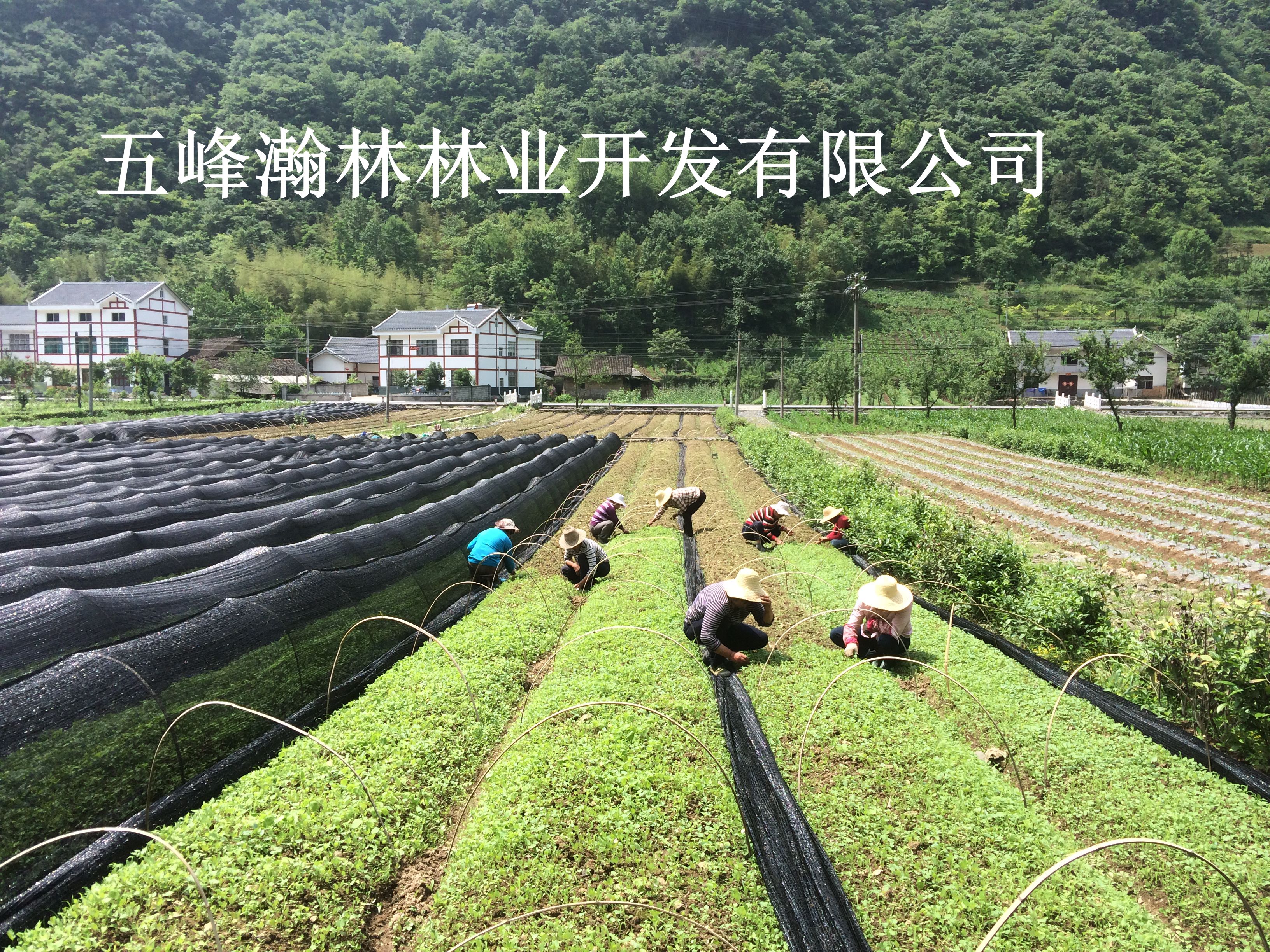 供應青錢柳供應/青錢柳批發(fā)/青錢柳供應咨詢電話/青錢柳批發(fā)