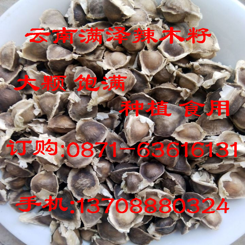 江蘇辣木籽專賣店，江蘇辣木籽種植 食用批發(fā)，辣木籽基地，蘇州辣木籽，江蘇辣木籽哪里買，江蘇辣木葉，技術(shù)辣木粉