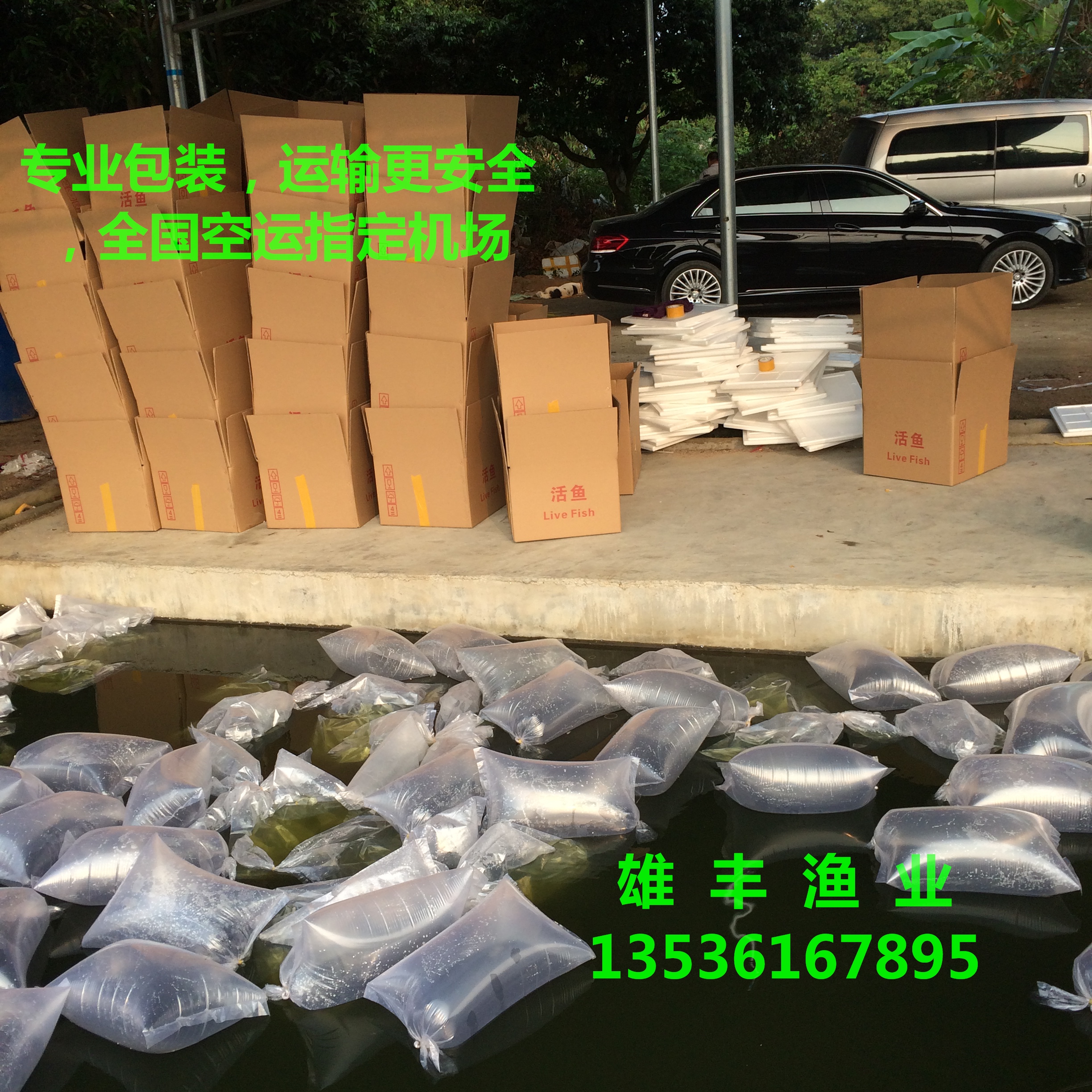 供應(yīng)玉林北流羅非魚(yú)苗良種苗/鯽魚(yú)苗/烏魚(yú)魚(yú)苗/鯰魚(yú)苗