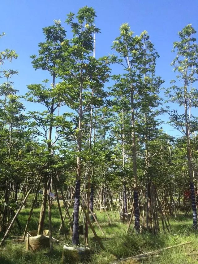 批發(fā)尖葉杜英-批發(fā)云南尖葉杜英-批發(fā)云南昆明尖葉杜英-批發(fā)云南昆明尖葉杜英袋苗