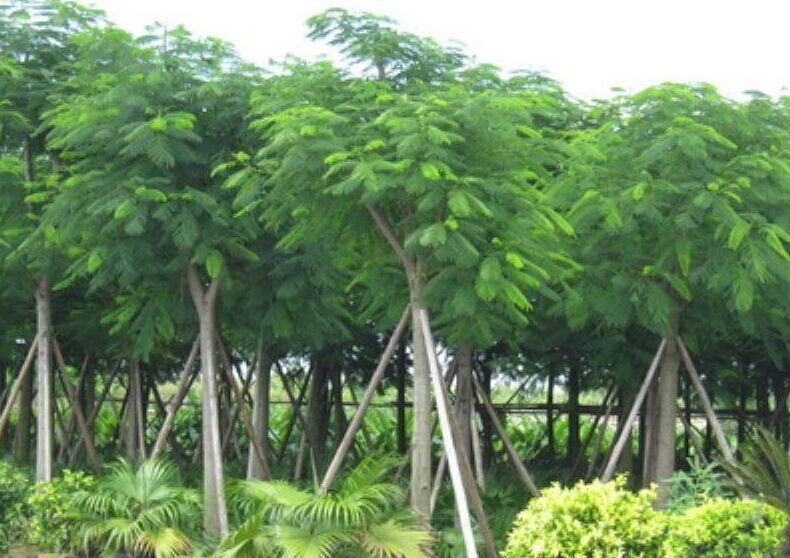 鳳凰木袋苗-鳳凰木袋苗供應-鳳凰木袋苗批發(fā)-鳳凰木袋苗價格