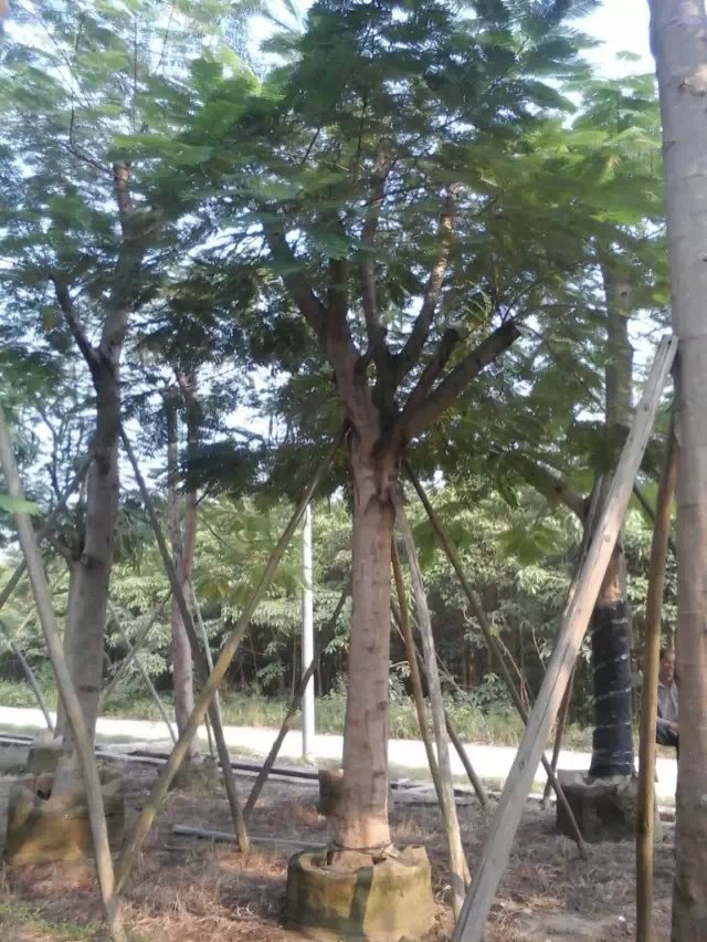 批發(fā)5分鳳凰木-批發(fā)8分鳳凰木-批發(fā)15分鳳凰木
