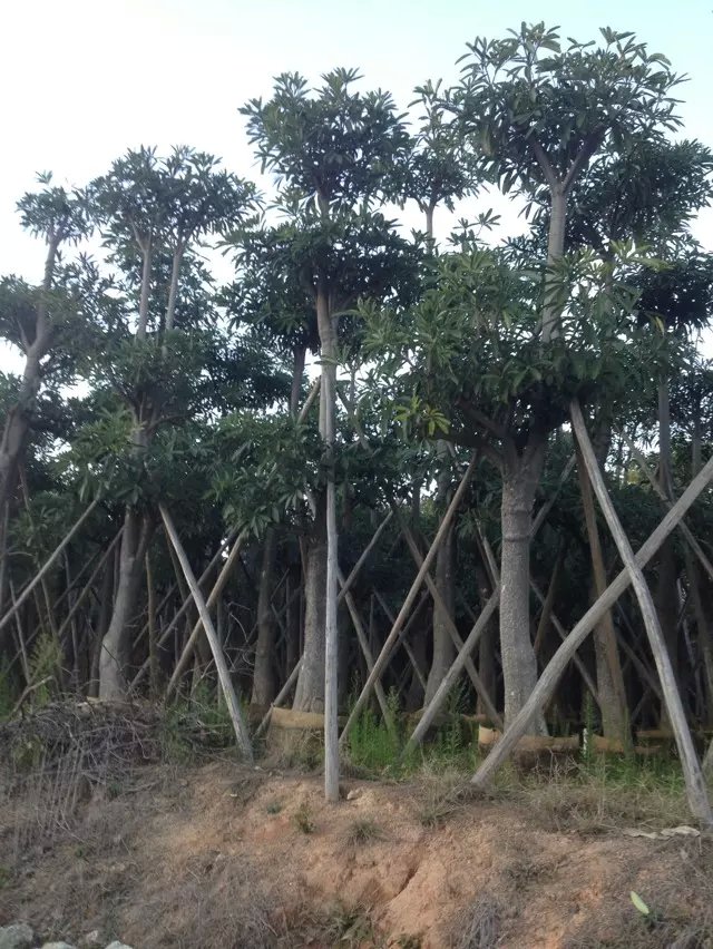 批發(fā)5分盆架子-批發(fā)8分盆架子-批發(fā)15分盆架子