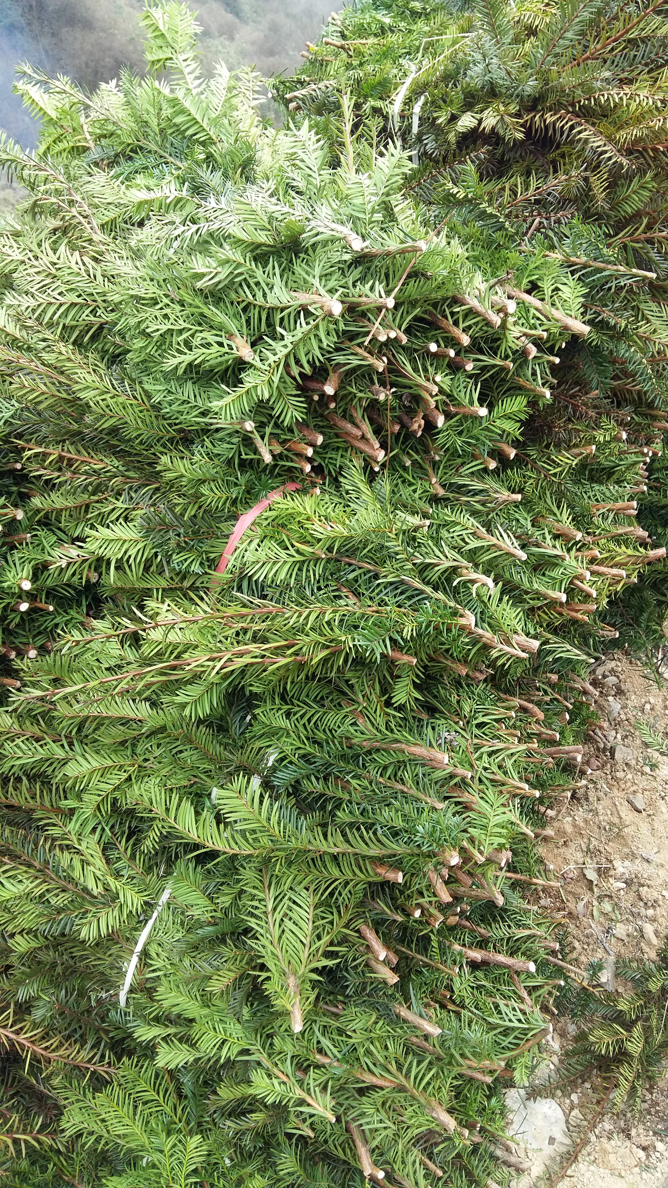 供應(yīng)用于紅豆杉枝條|曼地亞紅豆杉|苗木的濟南陜西雅安曼地亞紅豆杉枝條基地