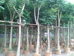 供應(yīng)用于的火焰木5公分袋苗！5公分火焰木袋苗哪里有賣！火焰木5公分袋苗供應(yīng)基地！