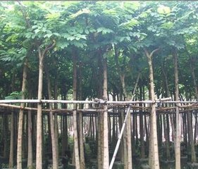 供應(yīng)用于的火焰木5公分袋苗！5公分火焰木袋苗哪里有賣！火焰木5公分袋苗供應(yīng)基地！