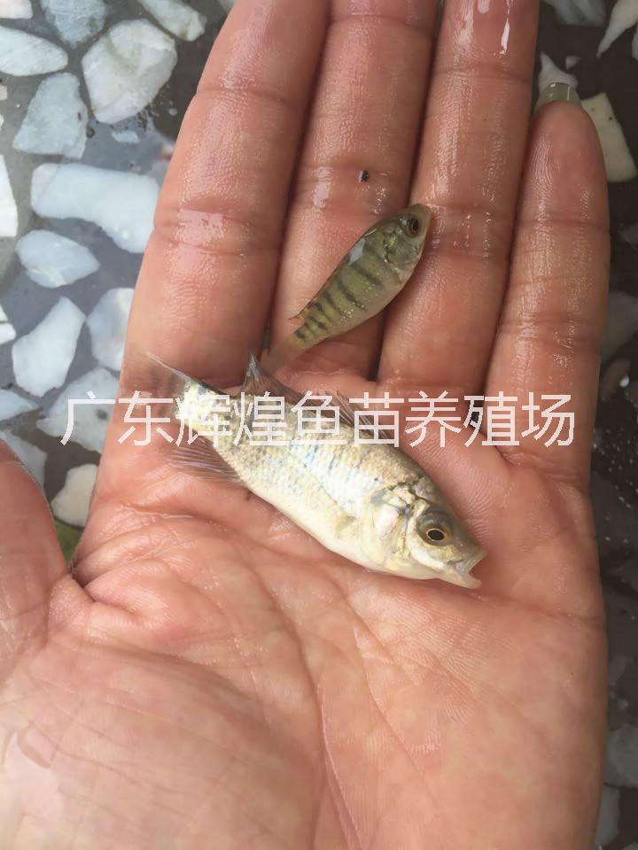 高產(chǎn)量淡水羅非魚苗批發(fā)供應(yīng)，安徽江西*羅非魚苗供應(yīng)商，廣東羅非魚非洲鯽魚養(yǎng)殖技術(shù)，山東福壽魚苗價格