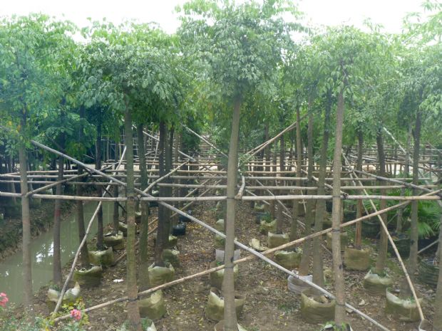 供應(yīng)廣西富貴樹袋苗批發(fā)價格/廣東省*的富貴樹袋苗產(chǎn)地