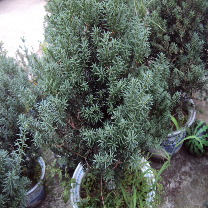 供應(yīng)四川哪里有南方紅豆杉盆景批發(fā)基地