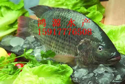 中山羅非魚苗養(yǎng)殖，2018羅非魚苗批發(fā)價(jià)、優(yōu)質(zhì)羅非魚苗哪家好、羅非魚苗價(jià)格