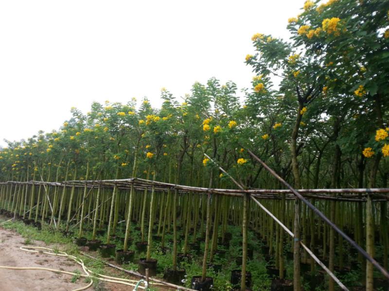 黃花槐袋苗-黃花槐袋苗供應(yīng)-黃花槐袋苗批發(fā)-黃花槐袋苗價格