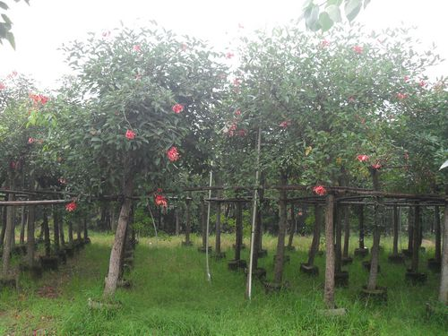 供應雞冠刺桐-供應云南雞冠刺桐-供應云南昆明雞冠刺桐-供應云南東川雞冠刺桐