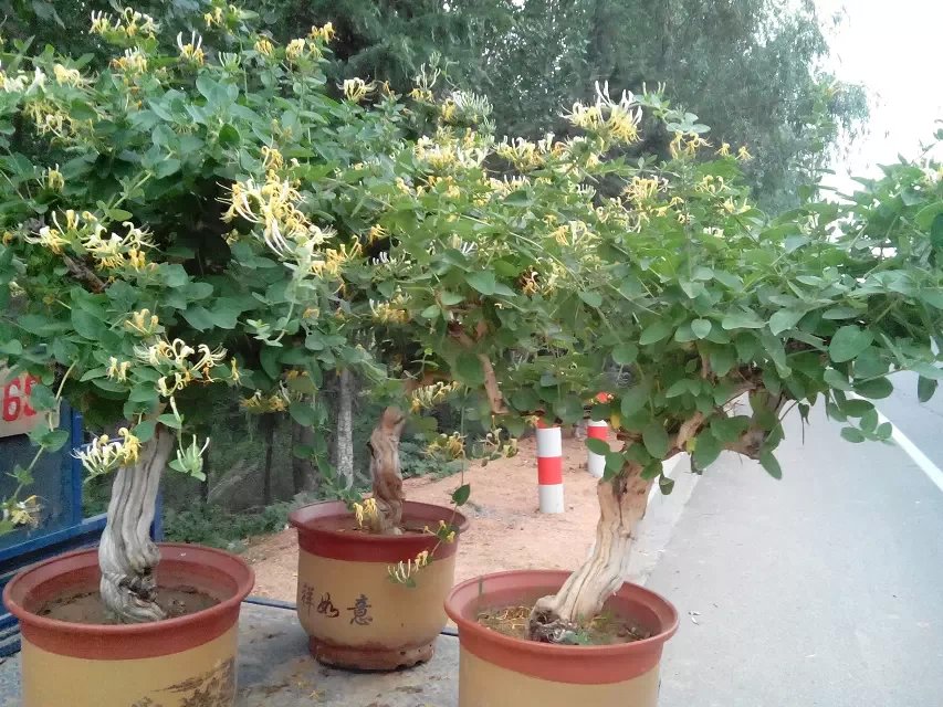 供應(yīng)黃金銀花.金銀花臨沂基地，平邑縣金銀花種植合作