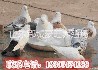 供應(yīng)山東豪旺養(yǎng)殖場(chǎng)出售優(yōu)良種鴿
