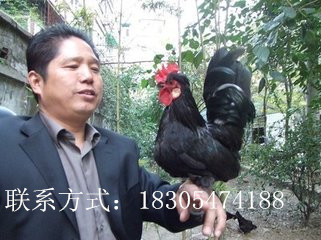 供應(yīng)山東元寶雞我們家的好