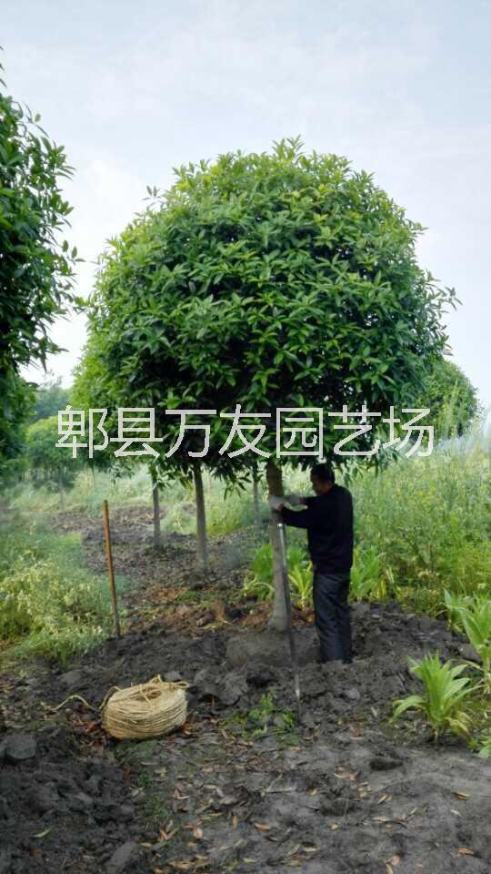 供應(yīng)成都桂花/成都桂花批發(fā)/成都高桿桂花基地/高桿桂花價(jià)格