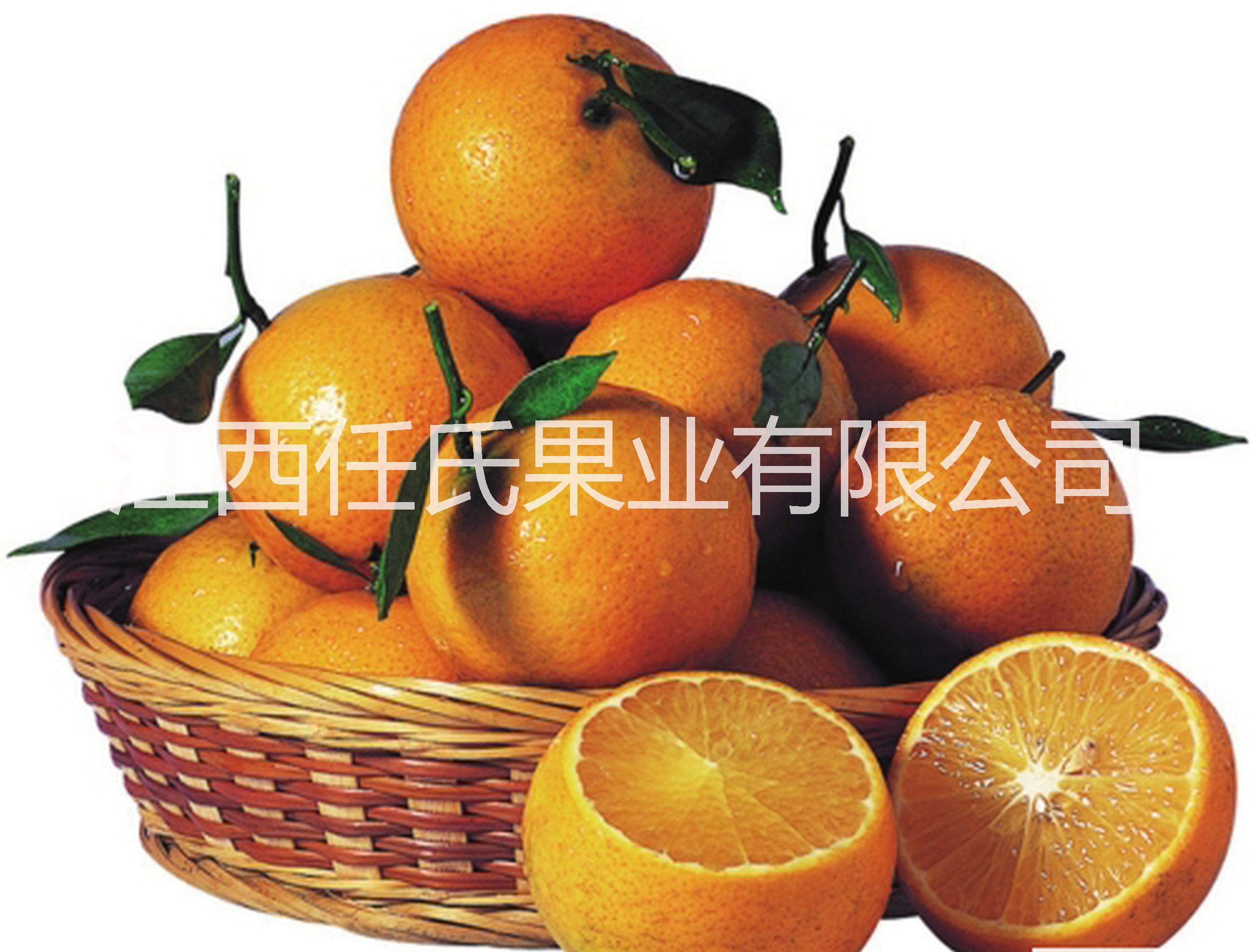 黃帝柑苗 皇妃貢柑苗 皇帝貢柑苗 皇妃柑桔苗 貢柑果樹苗