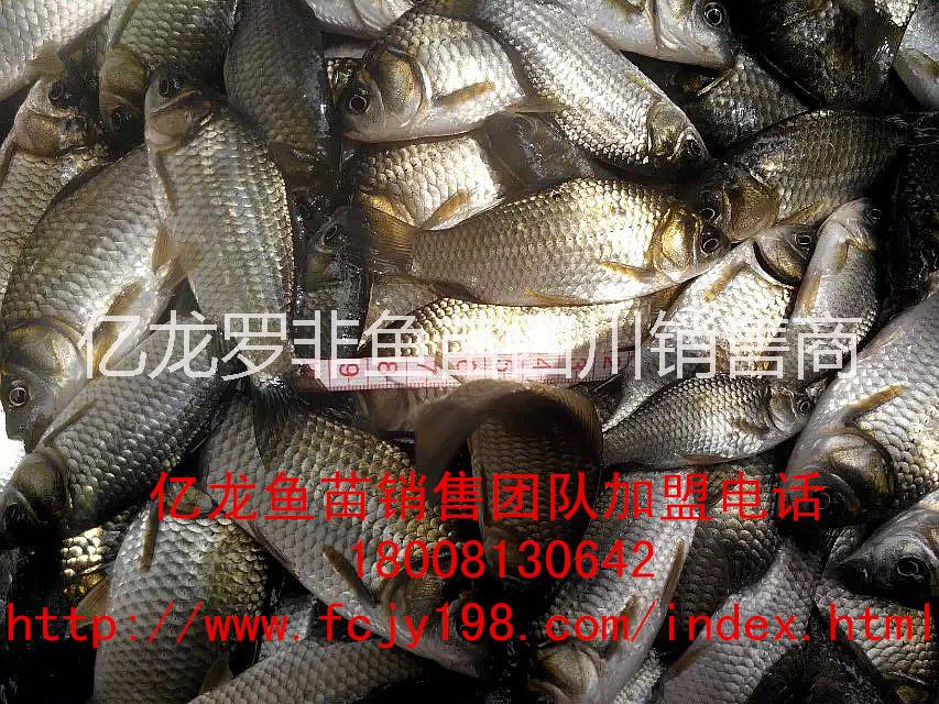 供應(yīng)安岳羅非魚豐產(chǎn)鯽魚苗水花商品成魚@