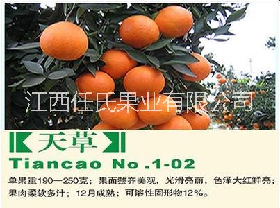 天草桔橙苗 天草雜柑苗 天草柑桔苗