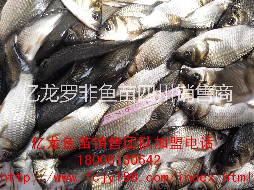 供應淡水魚苗鯽魚羅非魚草魚鯉魚@