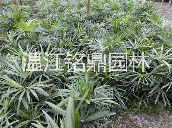 供應(yīng)四川棕竹/棕竹批發(fā)價格/四川成都棕竹供應(yīng)基地