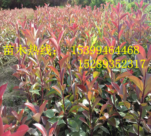 供應(yīng)營養(yǎng)杯紅葉石楠 營養(yǎng)杯紅葉石楠種植戶 營養(yǎng)杯紅葉石楠價格