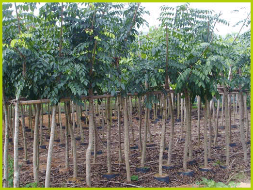 批發(fā)印度紫檀-批發(fā)云南印度紫檀-批發(fā)云南昆明印度紫檀-批發(fā)云南昆明印度紫檀袋苗