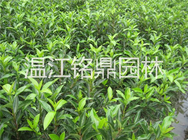 供應四川法國冬青/法國冬青批發(fā)價格/四川成都法國冬青供應基地