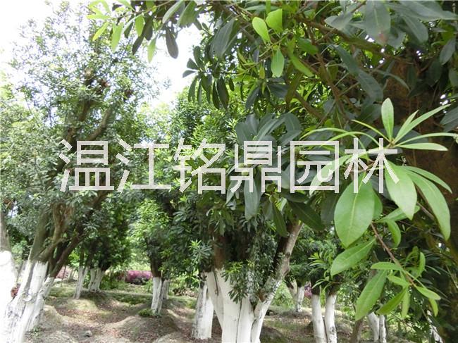 供應(yīng)四川楊梅/楊梅批發(fā)價(jià)格/四川成都楊梅供應(yīng)基地