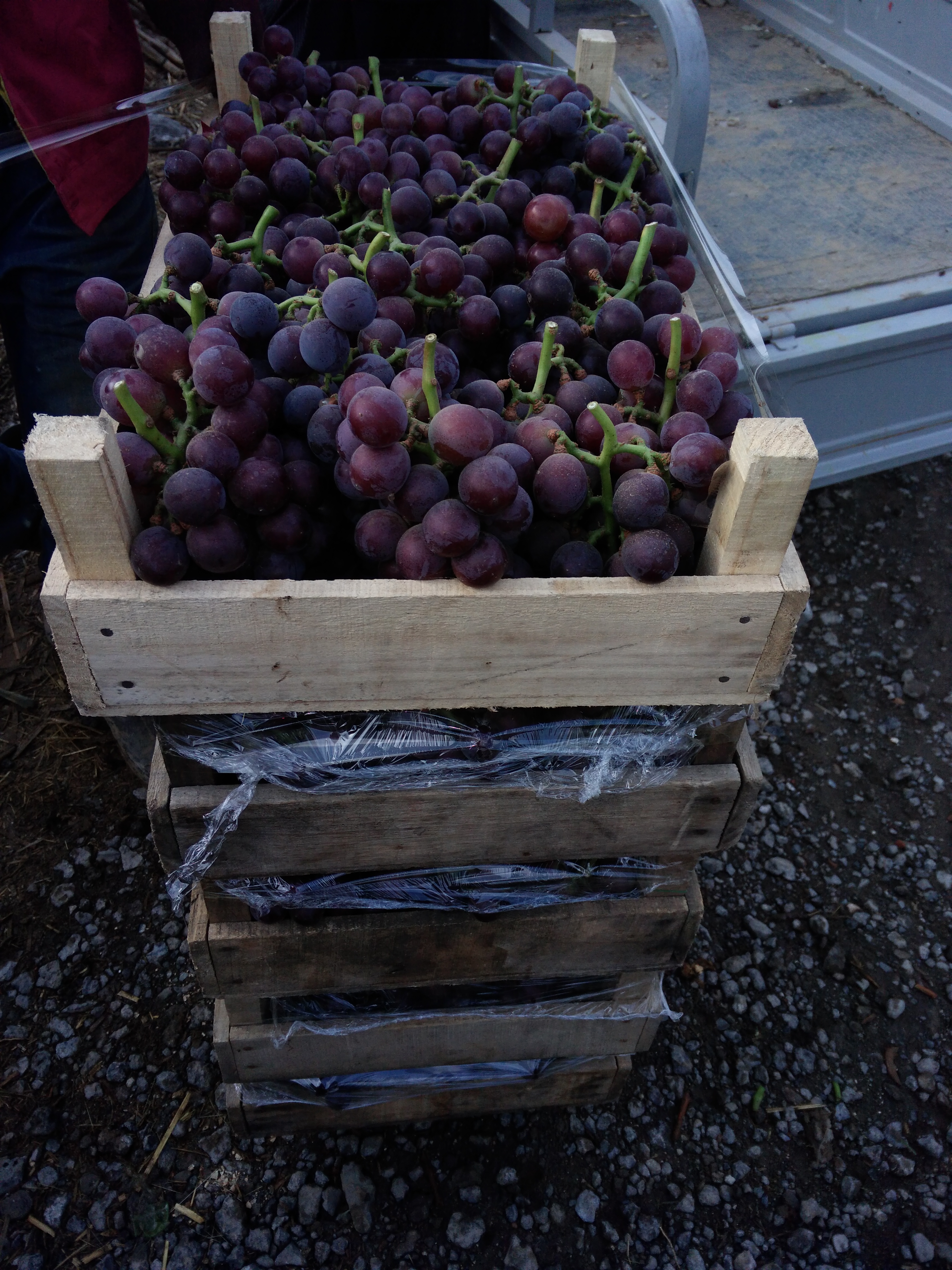 供應(yīng)葡萄苗山東葡萄苗價(jià)格