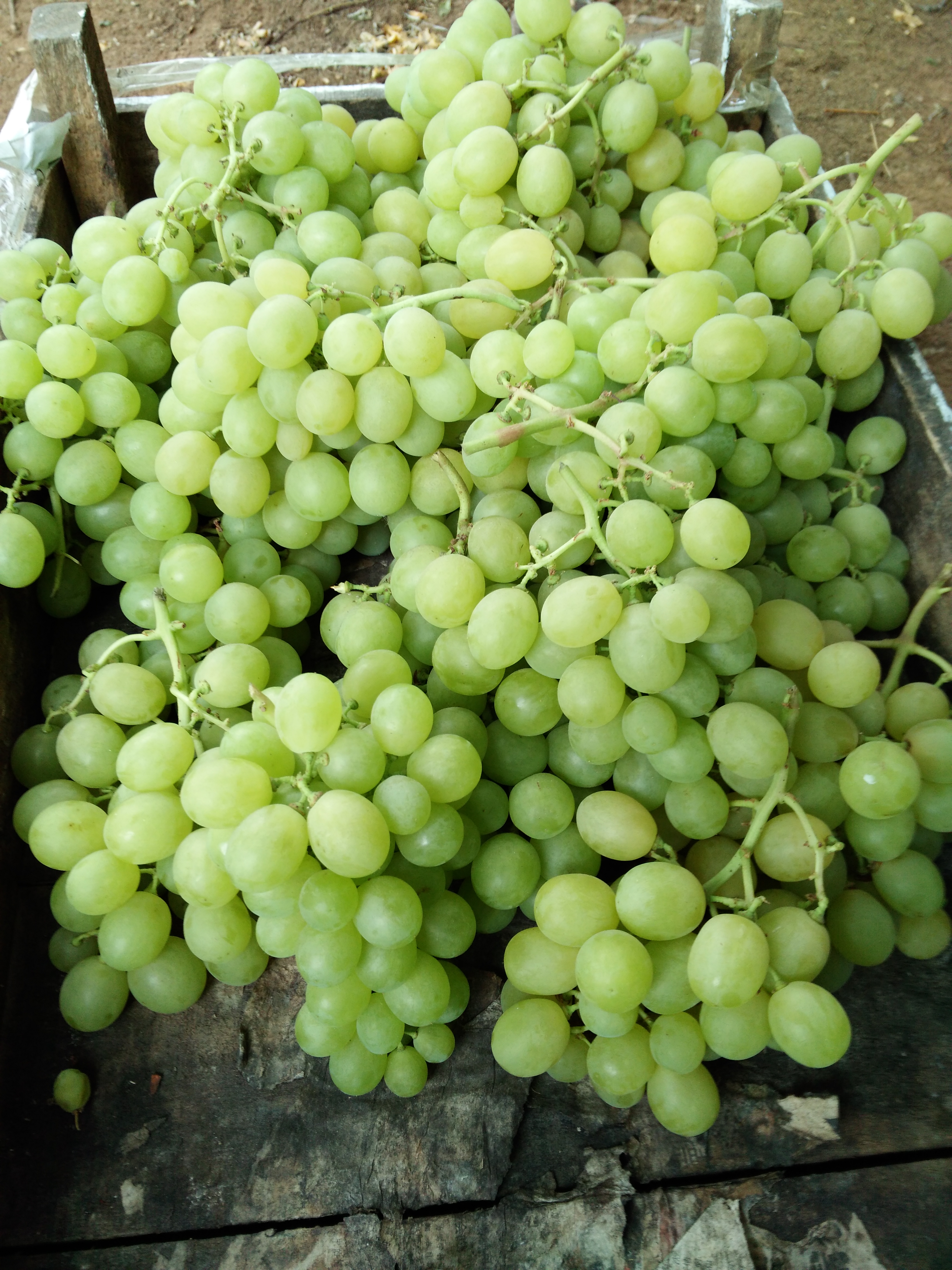 供應(yīng)畝產(chǎn)萬斤榮名五號新品種葡萄苗榮名*新品種葡萄苗