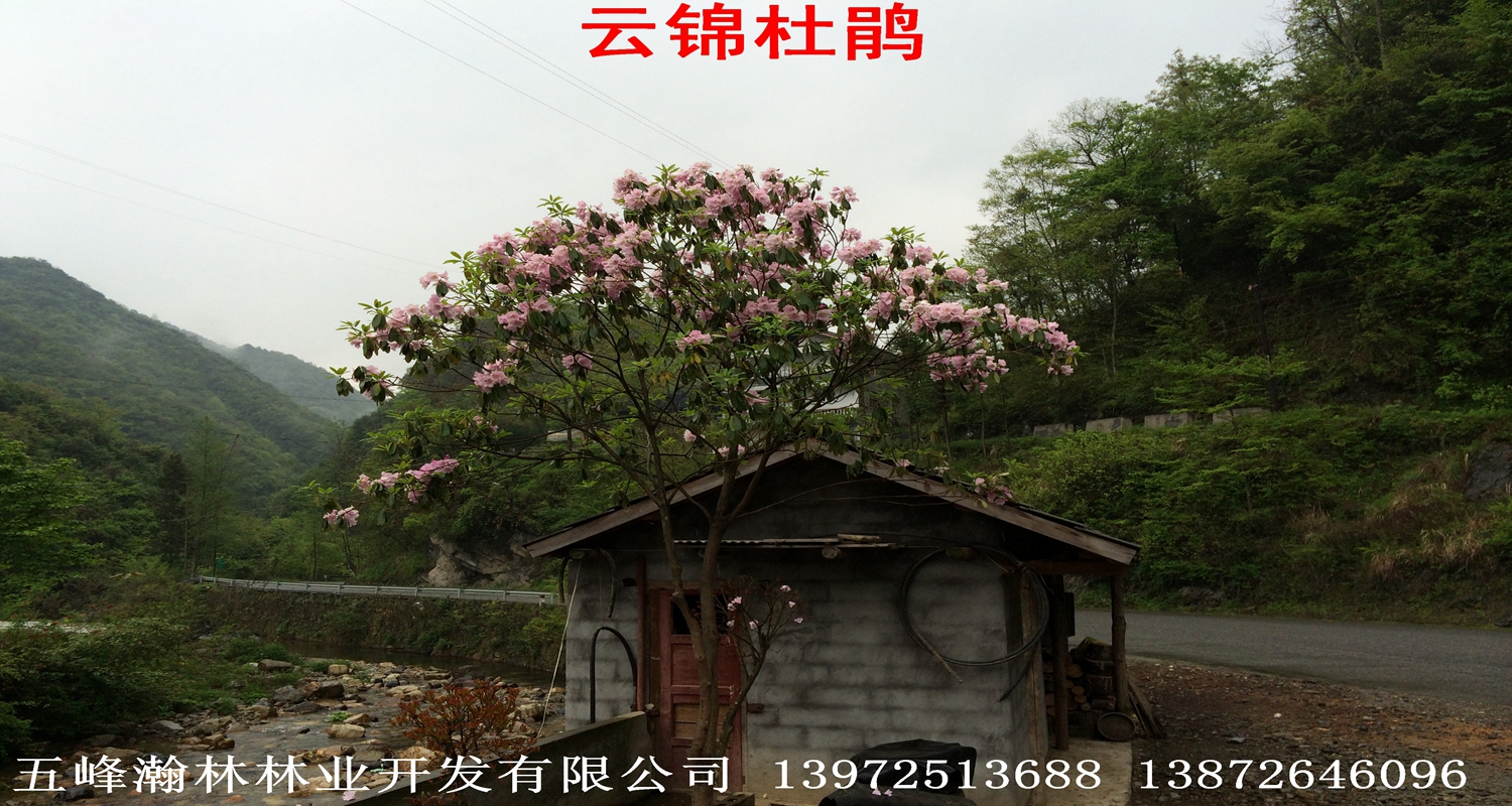 供應(yīng)大樹(shù)*大苗湖北省苗木供應(yīng)商