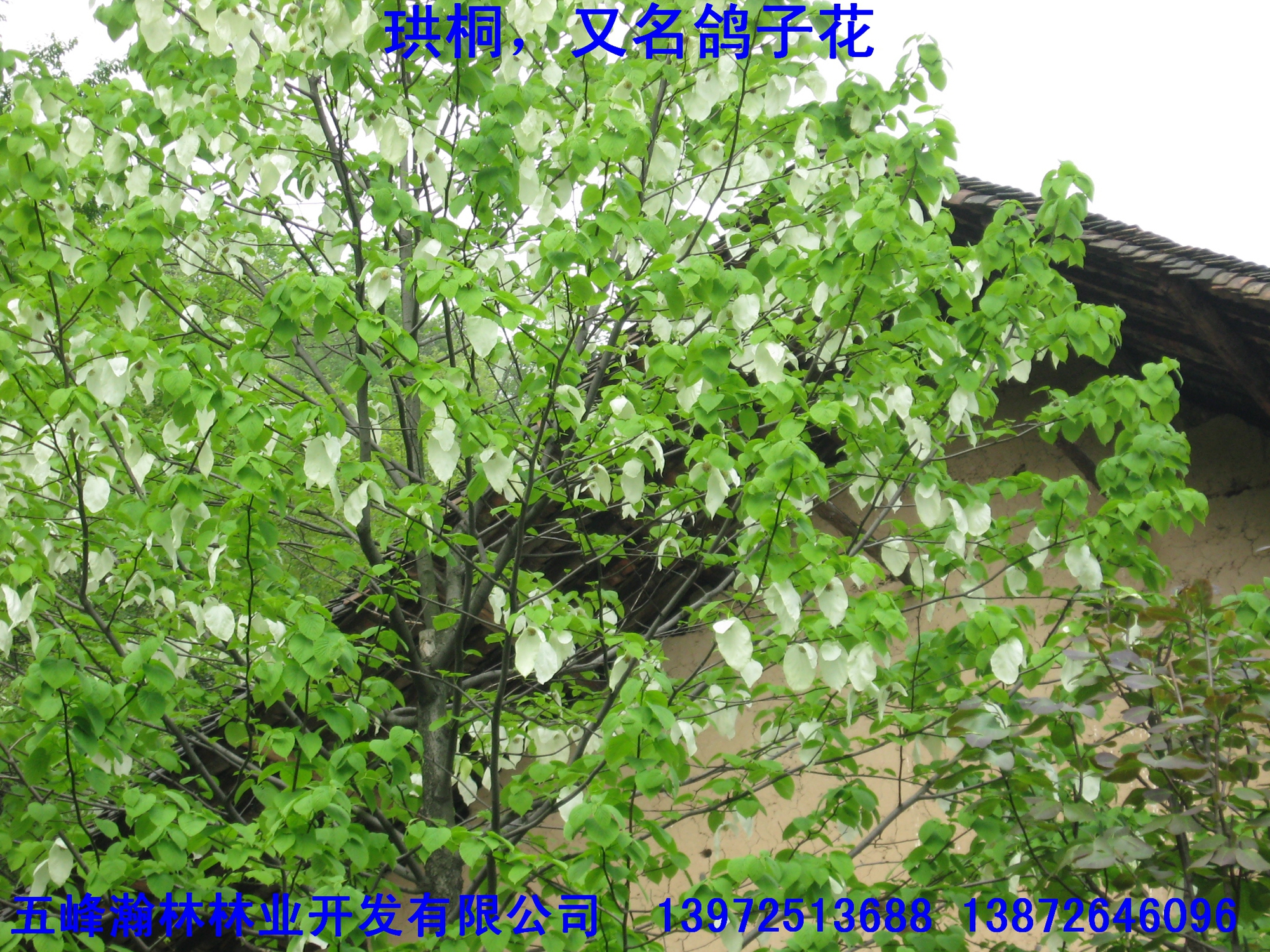 供應(yīng)珙桐苗批發(fā)