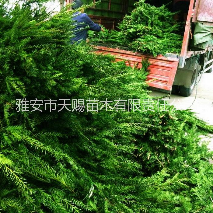 供應四川雅安樂山成都曼地亞紅豆杉枝條