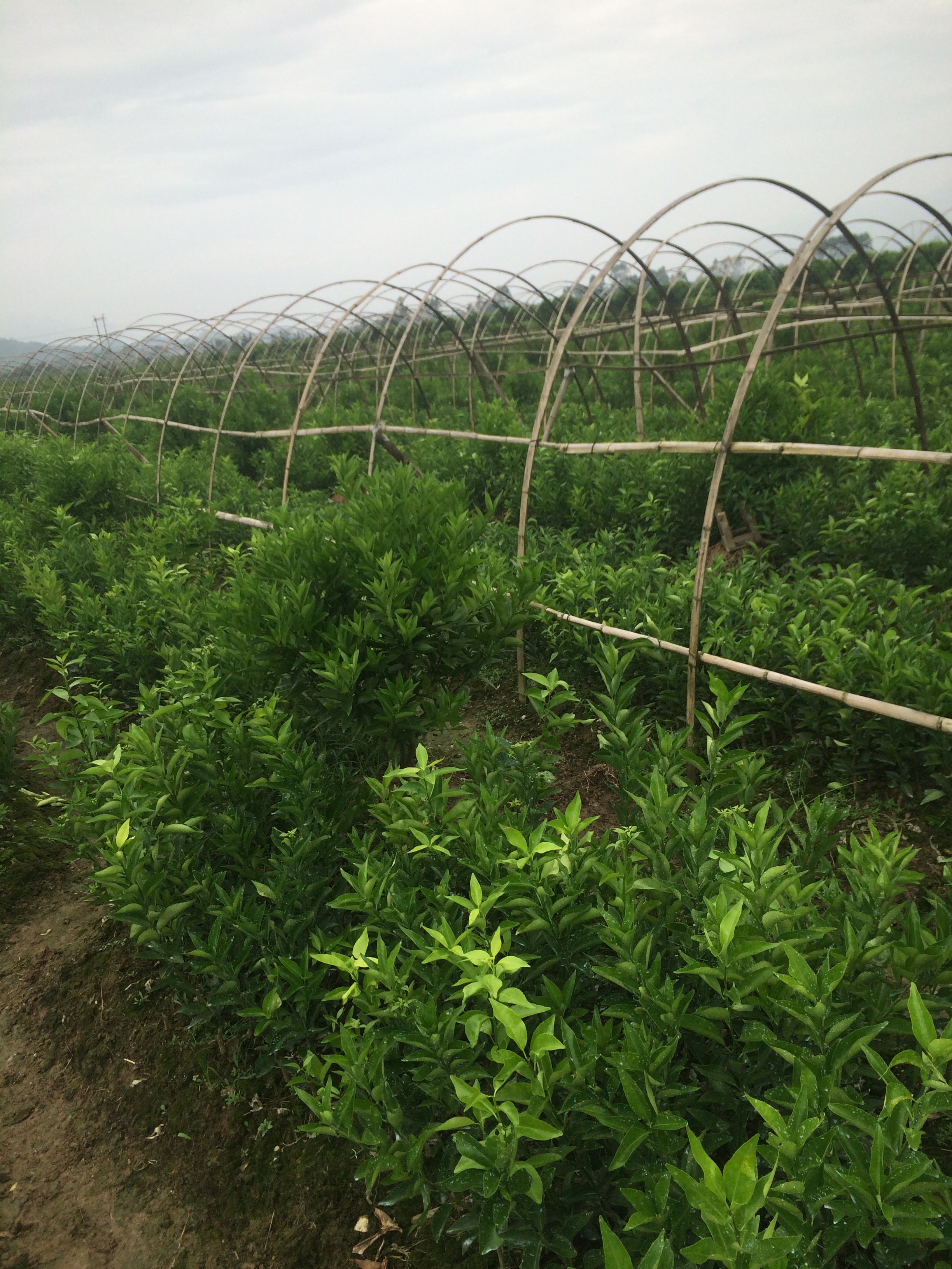 供應用于種植的貢柑皇帝柑果苗