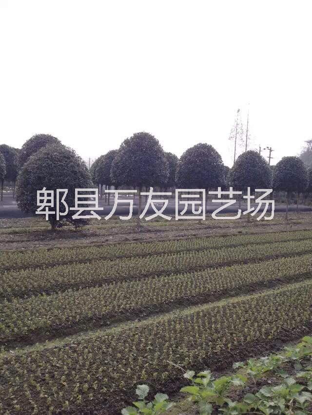 供應成都高桿桂花批發(fā)基地/成都桂花/成都高桿桂花價格