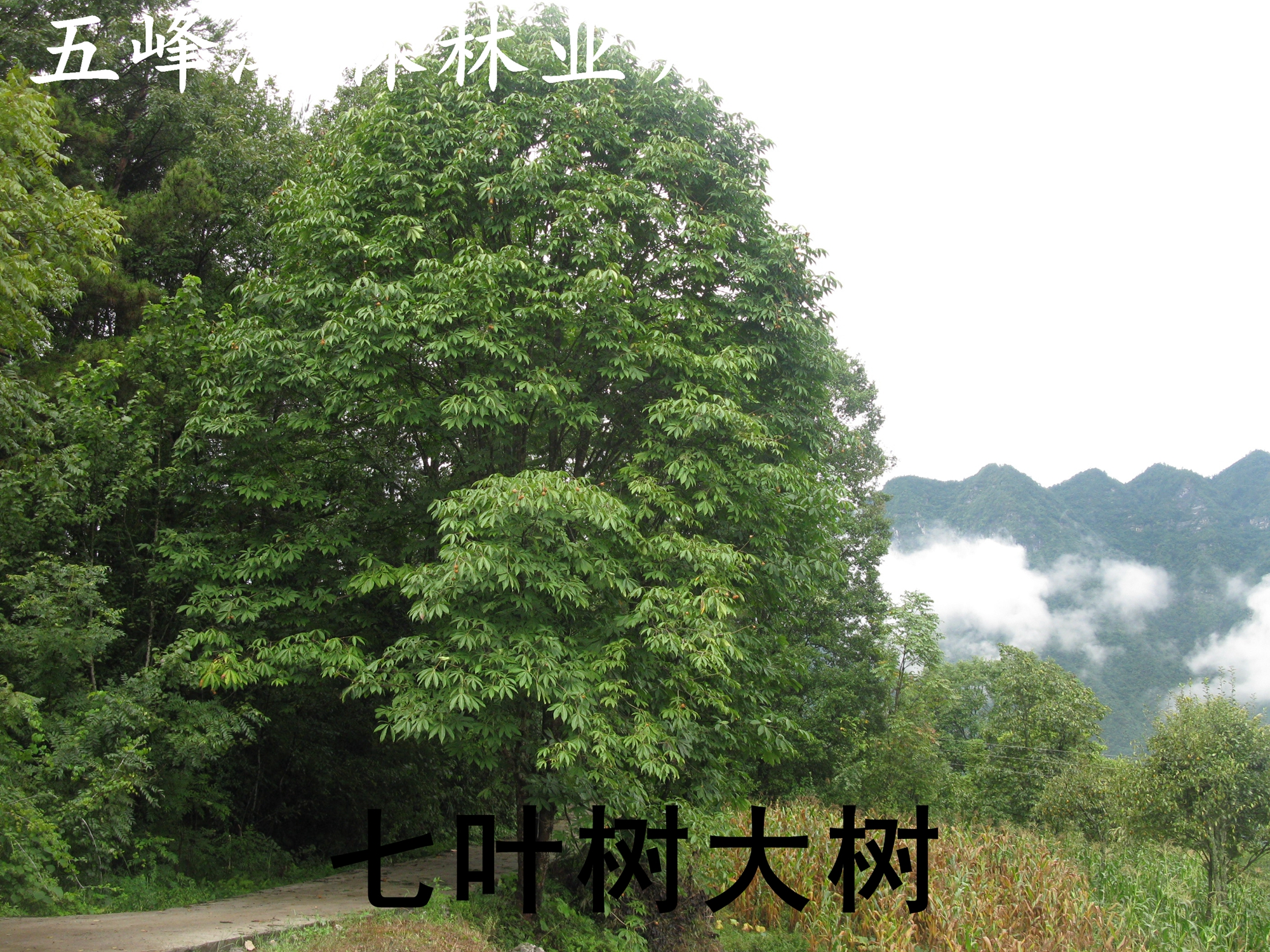 供應(yīng)七葉樹(shù)苗/供應(yīng)/價(jià)格/