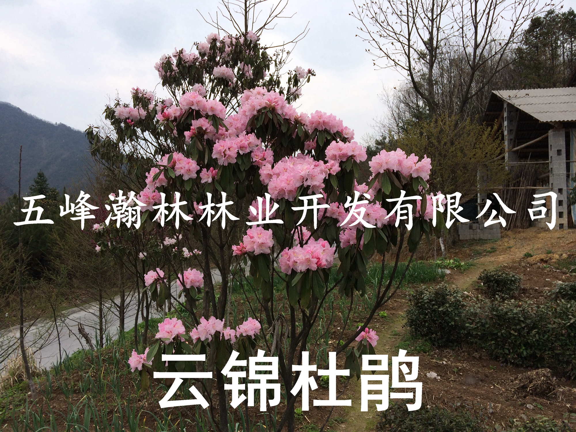 供應(yīng)湖北云錦杜鵑小苗