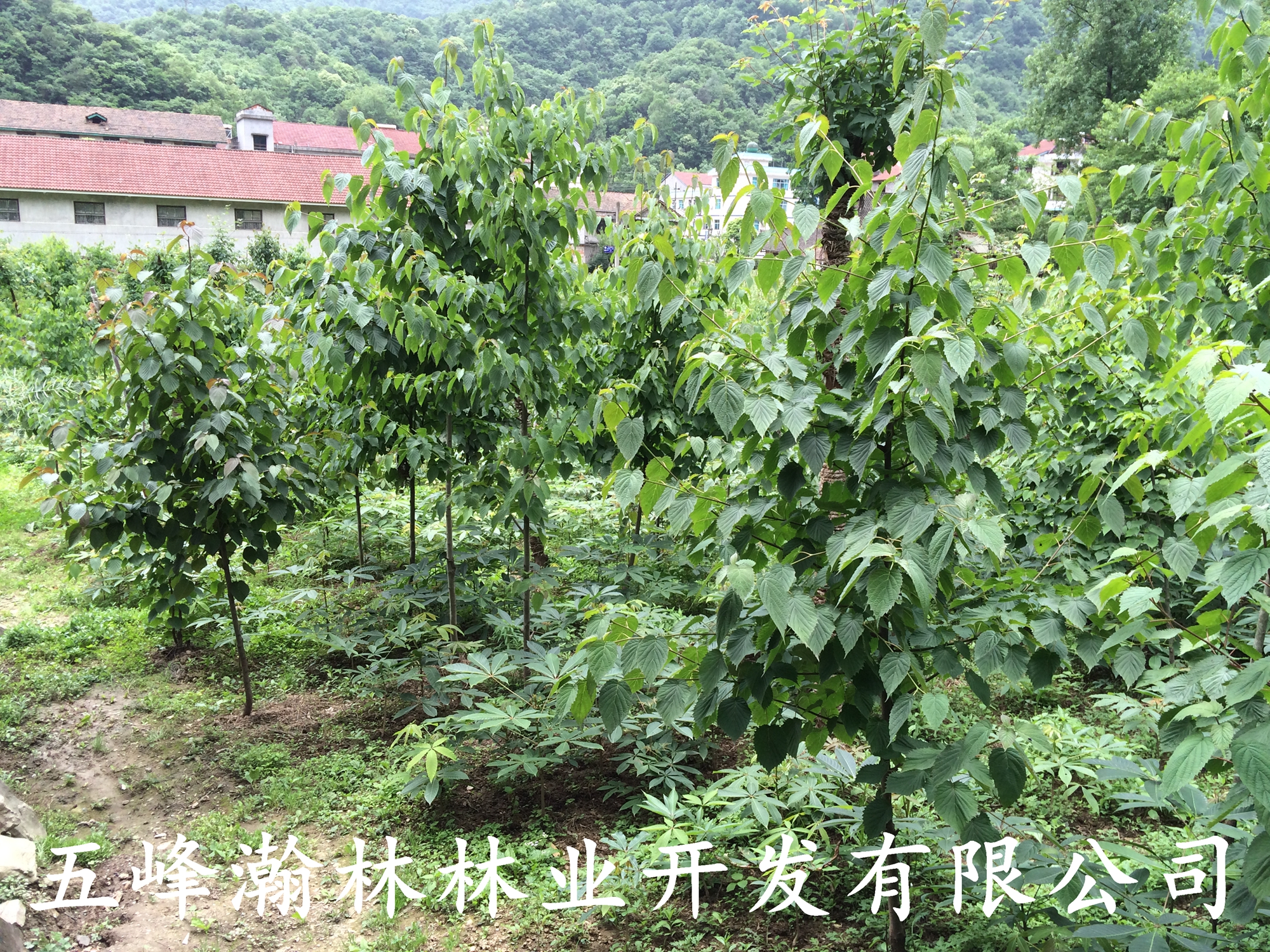 供應(yīng)珙桐苗銷售