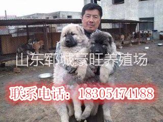 供應(yīng)用于食用的新疆鐵門關(guān)今年*爆項(xiàng)目*養(yǎng)殖