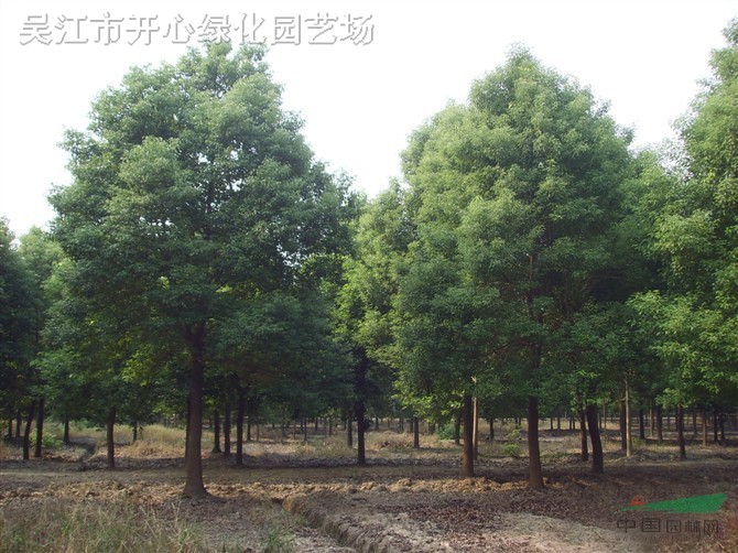供應(yīng)山東菏澤大葉女貞苗木基地苗圃