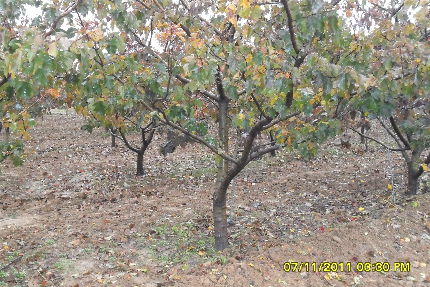 五角楓樹苗/五角楓專業(yè)種植基地