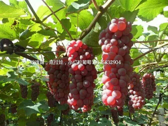 供應(yīng)內(nèi)蒙京亞葡萄苗多少錢一株，內(nèi)蒙京亞葡萄苗*出售，內(nèi)蒙京亞葡萄苗種植基地