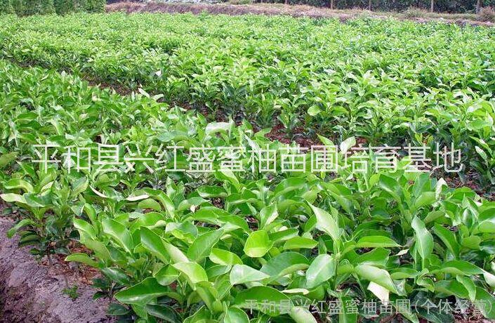 供應(yīng)平和三紅蜜柚苗價格