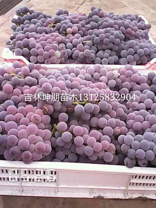 供應(yīng)內(nèi)蒙京亞葡萄苗多少錢一株，內(nèi)蒙京亞葡萄苗*出售，內(nèi)蒙京亞葡萄苗種植基地