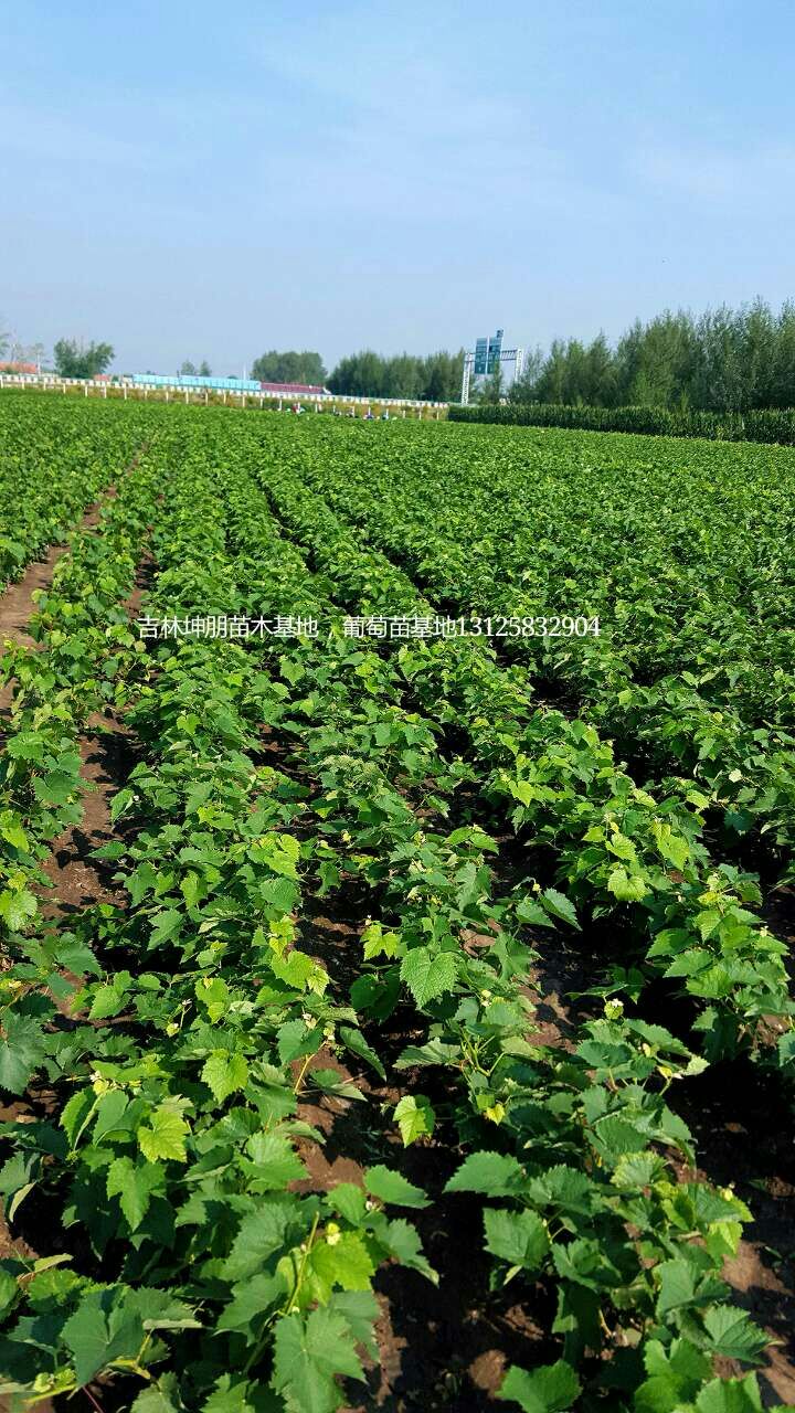 供應(yīng)用于葡萄園的吉林出售茉莉香葡萄苗，茉莉香葡萄苗價格