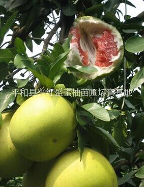 供應(yīng)平和紅心蜜柚嫁接穗枝條批發(fā)價(jià)格
